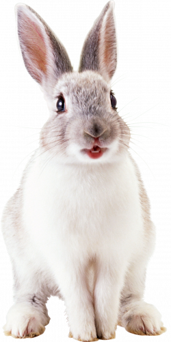 White rabbit PNG | Cute animals for children's book | Pinterest ...