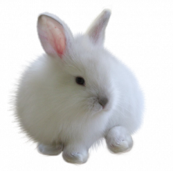 fuzzy bunny white rabbitfreetoedit...
