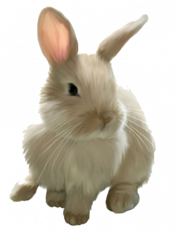 Easter Bunny Rabbit Clip art - Easter Rabbit PNG Image png ...