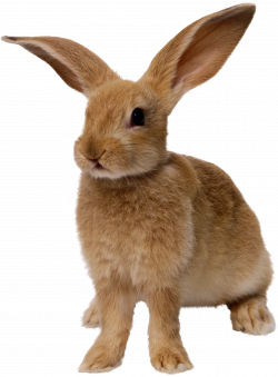 Rabbit PNG images, free png rabbit pictures download