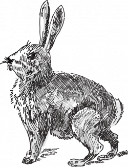 Clipart - Rabbit