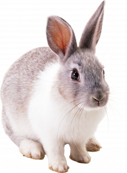 Rabbit PNG | K | Pinterest | Rabbit and Animal