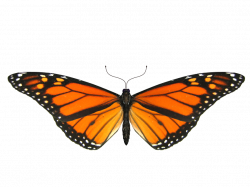 Monarch butterfly Insect Clip art - Glitter Animation 855*640 ...