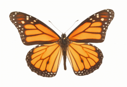 butterfly_orange.gif