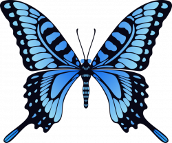 Butterfly PNG image, free picture download | Butterflies | Pinterest ...
