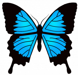 Images of Animated Blue Butterflies - #SpaceHero