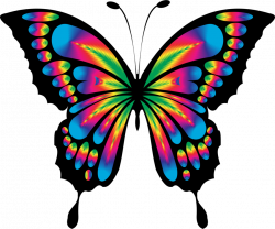 Butterfly,Symmetry,Artwork PNG Clipart - Royalty Free SVG / PNG