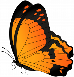 19 Monarch clipart HUGE FREEBIE! Download for PowerPoint ...