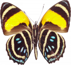 Butterfly clipart real - Pencil and in color butterfly clipart real