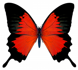 Black and Red Butterfly PNG Picture | Illustration references ...