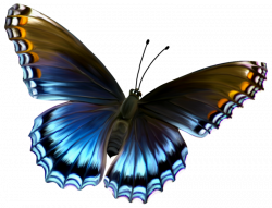 Amazing-Butterfly-PNG by yotoots on DeviantArt