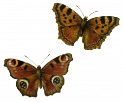 Brown Butterflies Clip Art Transparent Background Clipart - Free Clipart
