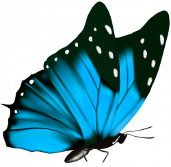 Butterfly PNG Clipart Image | бабочки и насекомые | Pinterest ...