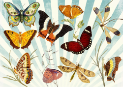 Clipart - Butterflies And Dragonflies