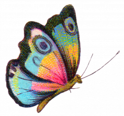 Royalty Free Image: Colorful Butterfly | Pinterest | Royalty free ...