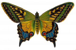 Leaping Frog Designs: Victorian Scrap Butterfly Free PNG Image