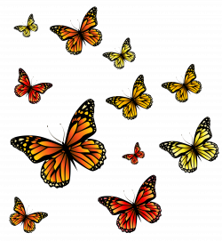 Monarch butterfly Clip art - Butterflies PNG Image 5893*6409 ...