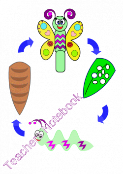 Life Cycle of a Butterfly | Cycling
