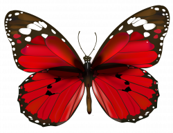 Red Butterfly PNG Clipart | Gallery Yopriceville - High-Quality ...