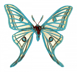 papillons | Butterfly printables | Pinterest | Papillons and Butterfly