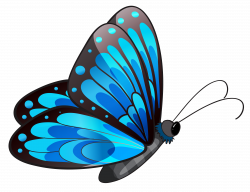 Transparent Blue Butterfly PNG Clipart | Gallery Yopriceville ...