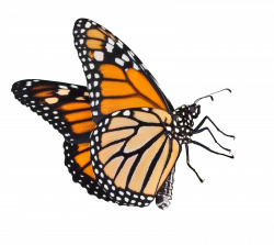 Butterfly PNG Transparent Butterfly.PNG Images. | PlusPNG