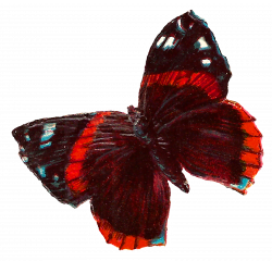 Antique Images: Red Butterfly Free Images Insect Illustration ...