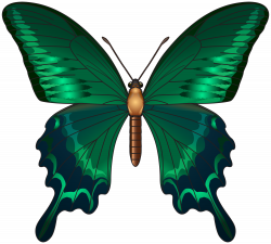 28+ Collection of Green Butterfly Clipart | High quality, free ...