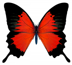 Black and Red Butterfly PNG Picture | Butterflies | Pinterest | Red ...