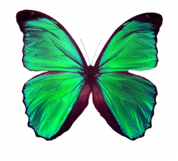 Pin by Jolanta Niewiadomska on motyle | Pinterest | Butterfly, Moth ...