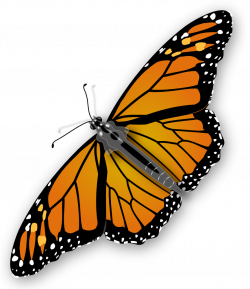 OnlineLabels Clip Art - Monarch Butterfly