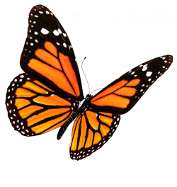 Monarch butterfly Butterfly house Clip art - red butterfly 969*1024 ...