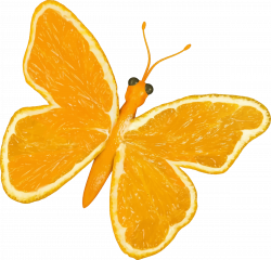 Clipart - Citrus fruit butterfly (orange)