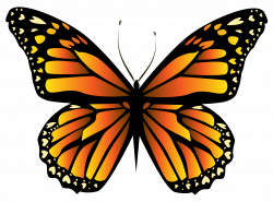 Orange Butterfly PNG Clipar | Gallery Yopriceville - High-Quality ...