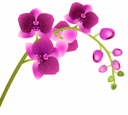 Orchid Flower Transparent PNG Clip Art Image | ClipArt | Pinterest ...