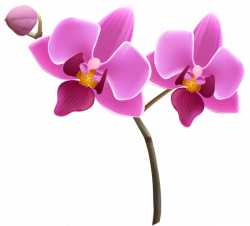 Purple Orchid PNG Clipart Image | png resimler | Pinterest | Clipart ...