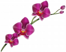 Home Clipart PNG Fun Pictures Gallery Free Clipart Picture… Flowers ...