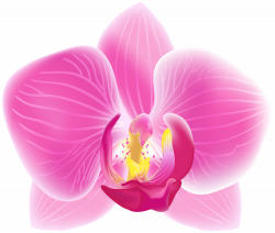 Pink Moth Orchid Transparent PNG Clip Art Image | Gallery ...