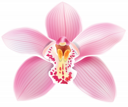 orchid png - Поиск в Google | Cuba party moodboard | Pinterest ...