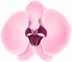 Pink Orchid Transparent Clip Art | Gallery Yopriceville - High ...
