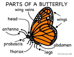 Pin on butterflyscience