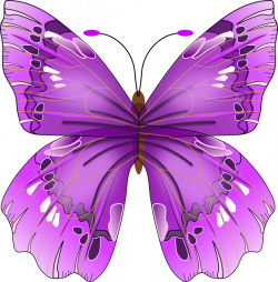 Free Graphics of Butterflies - Butterfly Clipart