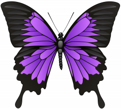 28+ Collection of Butterfly Purple Clipart | High quality, free ...
