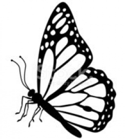 Monarch Butterfly Side View IN Black and White stock vectors ...