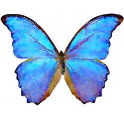 Blue Butterfly, Butterfly, Watercolor PNG and PSD File for Free Download