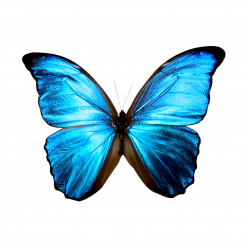 blue butterfly printable - Google Search | Printables | Pinterest ...