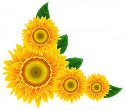 Sunflower Corner Decoration PNG Clipart Image | Boarders, Corners ...