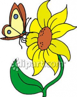 Sunflower and Butterfly Clip Art | Butterfly on a Sunflower ...
