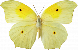 желтый цвет - Поиск в Google | лето желтый | Pinterest | Butterfly