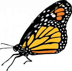 Monarch Butterfly clipart monarca - Pencil and in color monarch ...